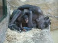 /album/fotogaleria-zoo-bratislava/p1010029-jpg2/