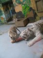 /album/fotogaleria-zoo-bratislava/p1010031-jpg1/